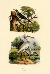 Sunbird